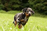 BEAUCERON - PUPPIES 319